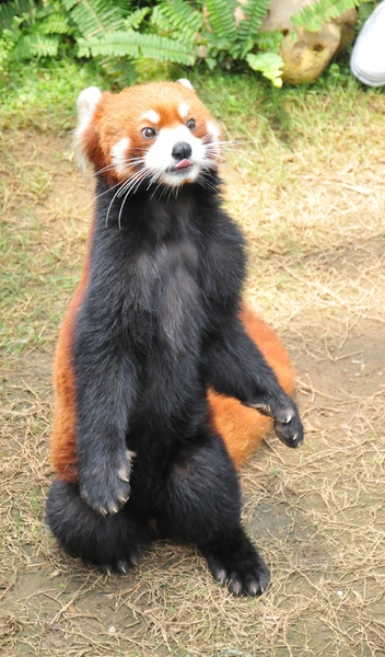 standing red panda