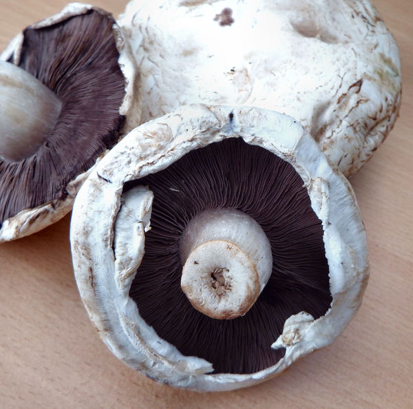 mushroom textures5