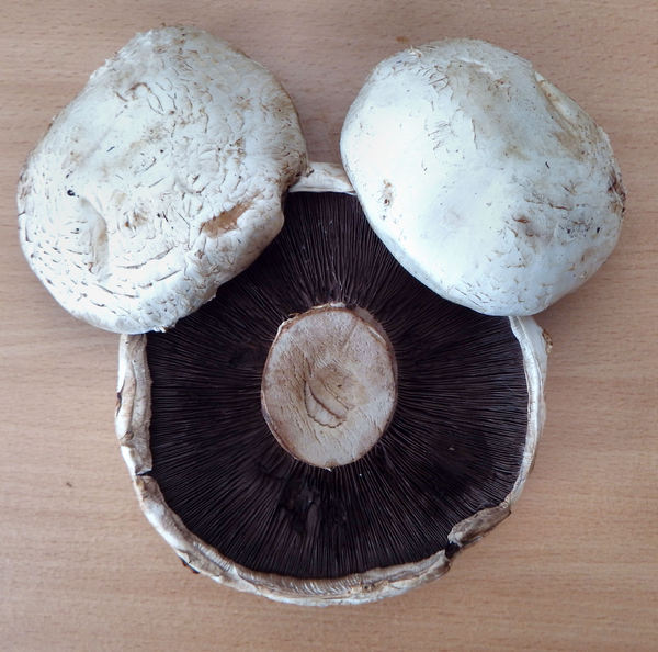 mushroom textures1