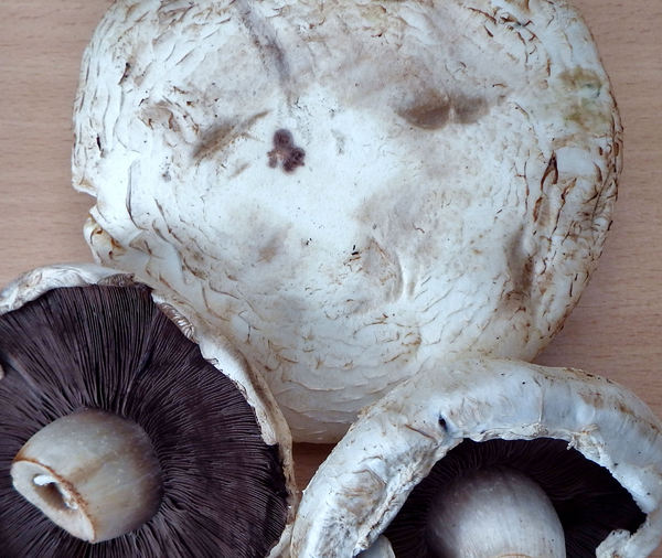 mushroom textures4