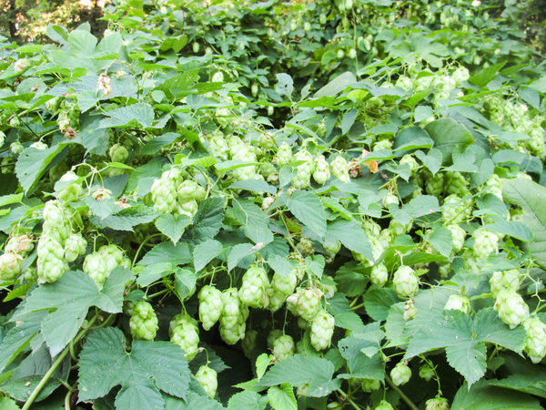 blooming hops plant 2