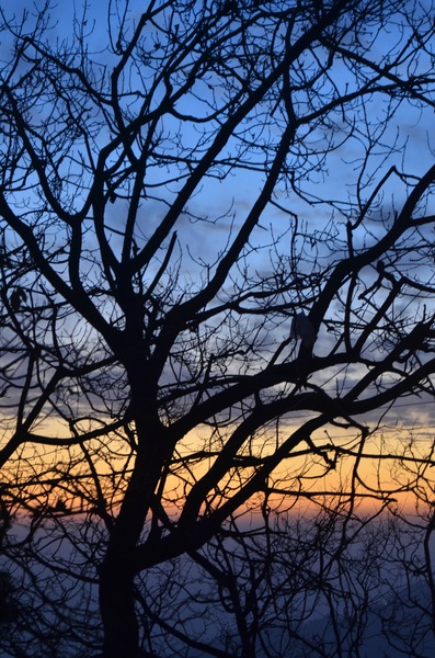 Sunset tree silhouette: A silhouette of a dry tree against a colour-layered sunset in Shimla, India.