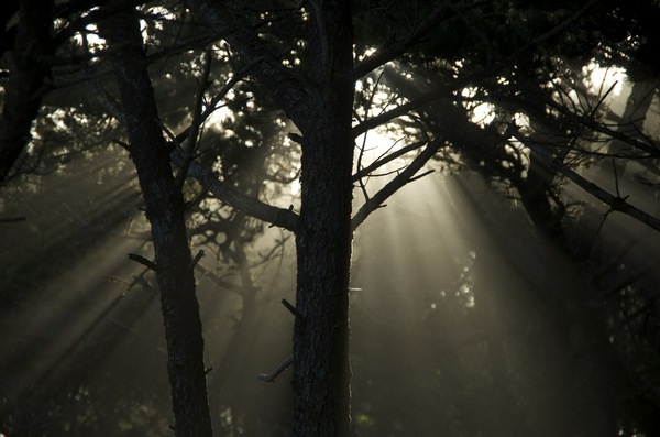 Morning Light through trees
