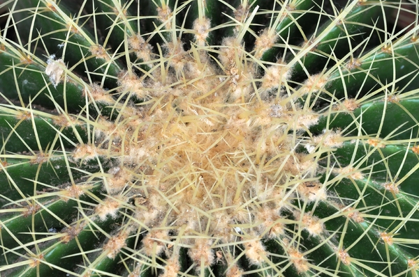 cactus texture