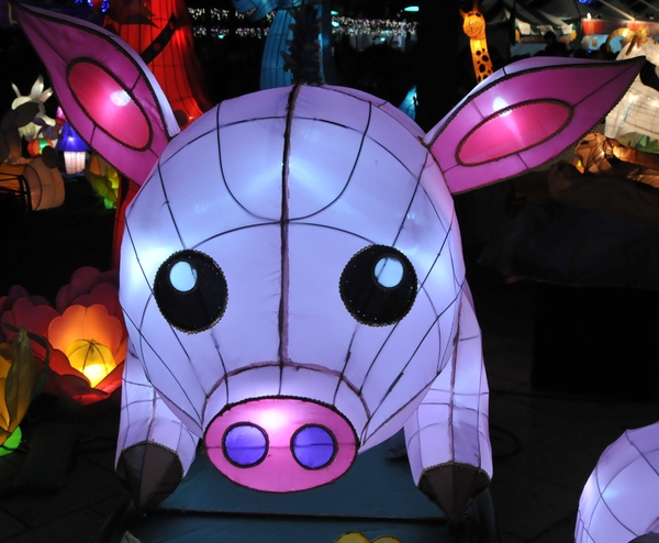 pig lantern