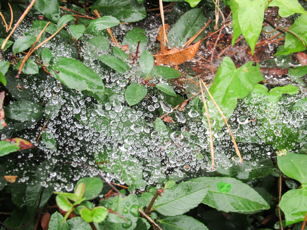 raindrops in spiderweb 2 