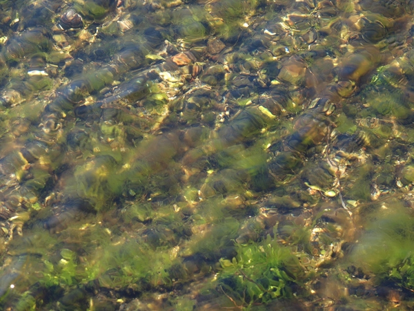Seaweed in the water