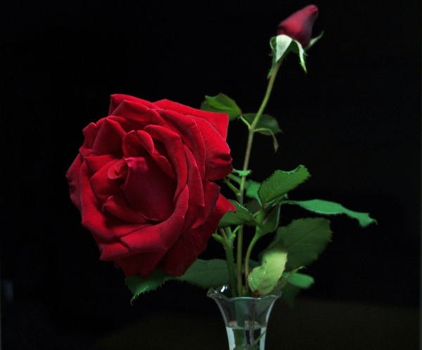 Red Rose: This rose is called Seductive Red and the petals have a look of velvet. Makes a great card image.