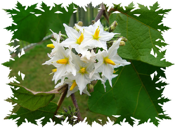 White Solanum Flowers 1