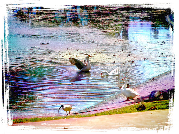 Fairytale Pond