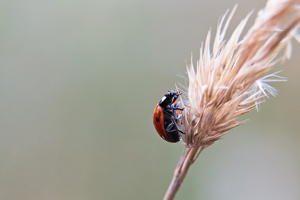 Ladybug closeup: A close-up picture of a ladybug in the natural habitat with soft background