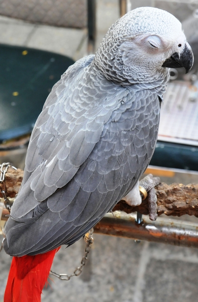 sleeping grey parrot