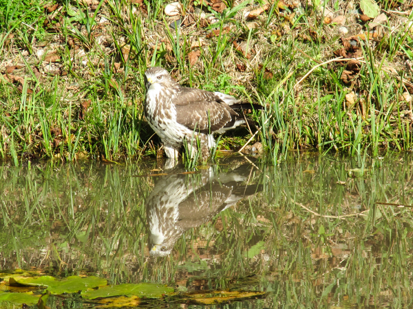 goshawk at a pond