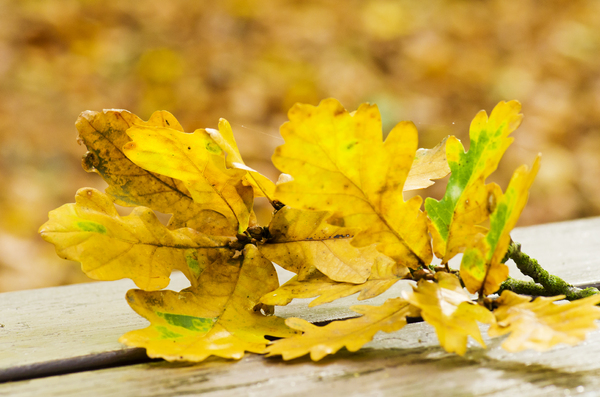 Oak fall leaves