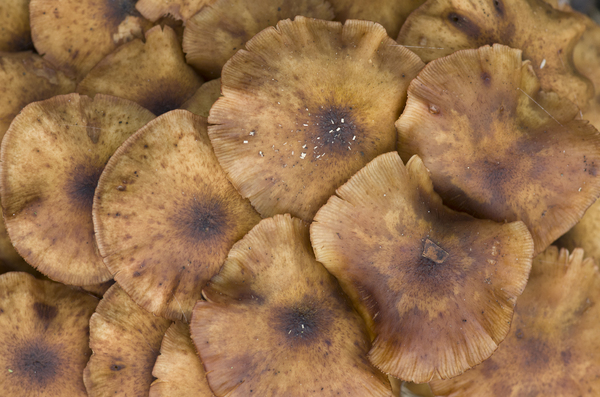 Mushroom texture