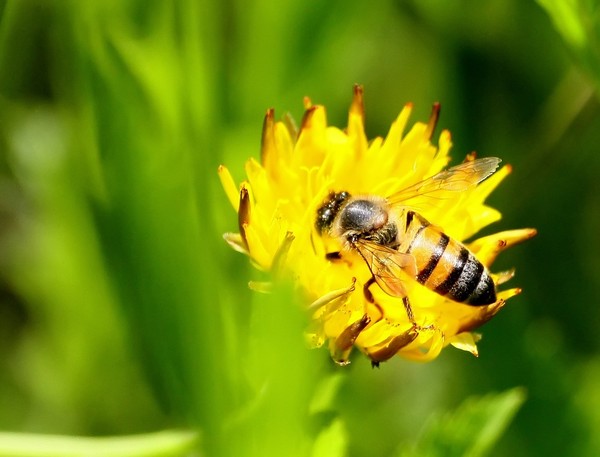 Honey Bee 3