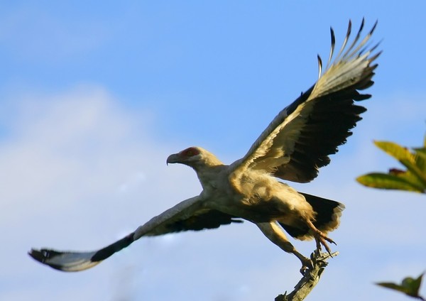 Palmnut Vulture in tree and ta