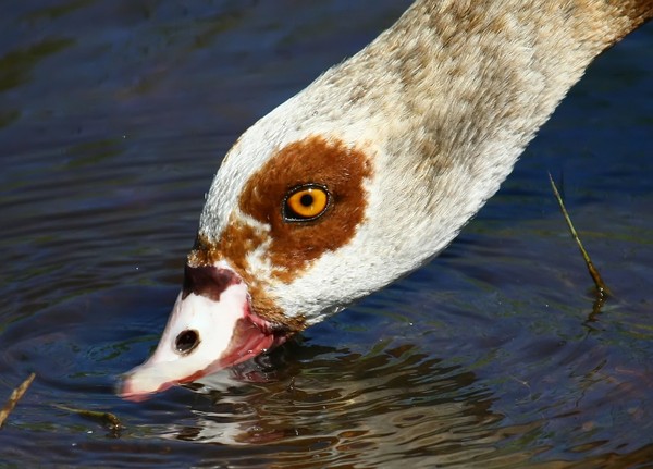 Egyptian goose: Closeup