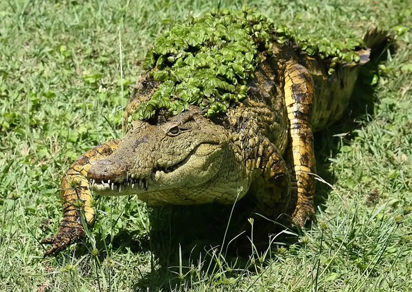 Nile Crocodile in Camo