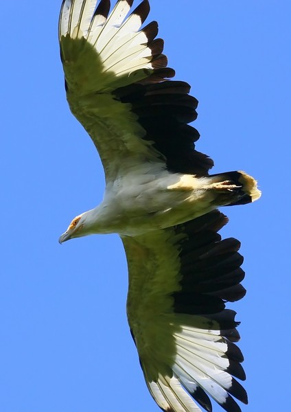 Palmnut Vulture  2