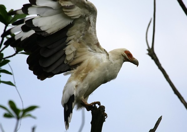 Palmnut Vulture  4