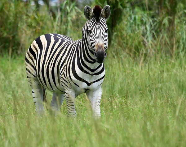 Zebras  1