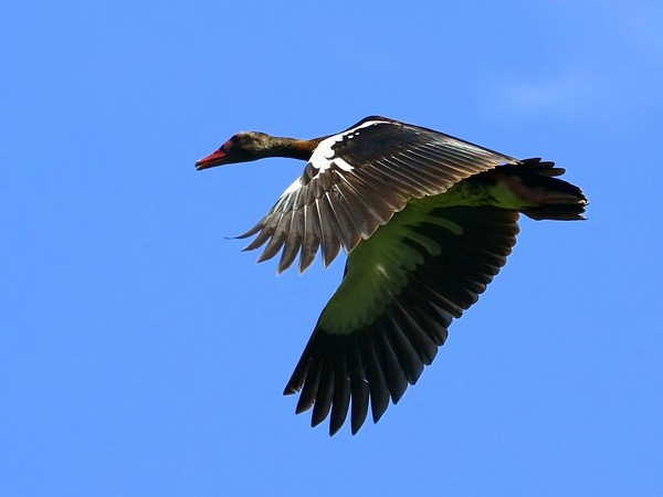 Spur-Winged Goose 1
