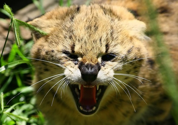 African Cats:Serval Cat (tierb