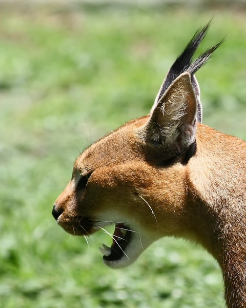 African Cats: Lynx ( Rooikat) 