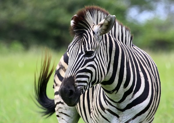 Zebras  3