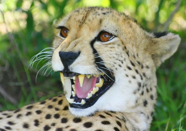 African Cats: Cheetah 1