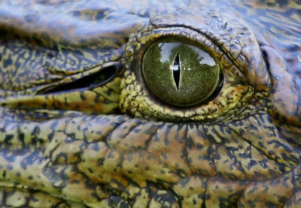 Young Nile Crocodile close-up 