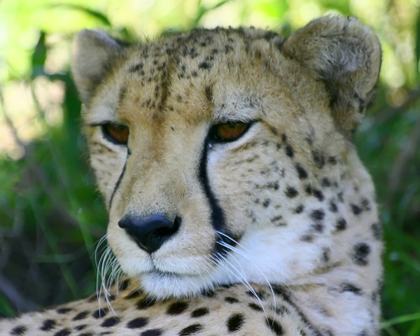 African Cats: Cheetah 3