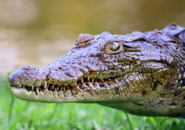 Young Nile Crocodile close-up 