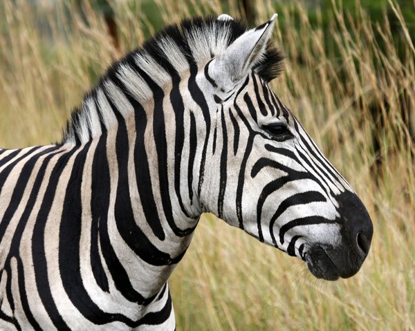 Zebra - South African  2