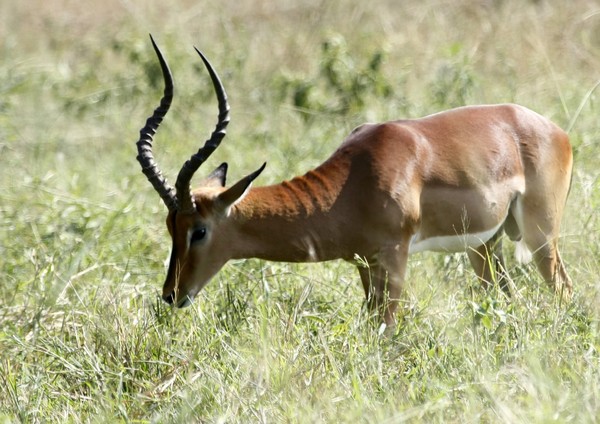 Impala (Rooibok) Males 2