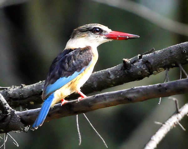 Woodlands Kingfisher 2