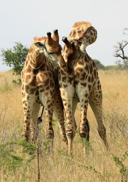 Fighting Giraffes 3