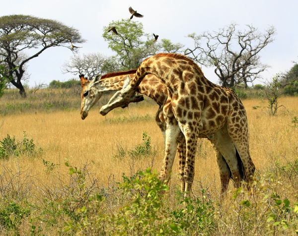 Fighting Giraffes 1