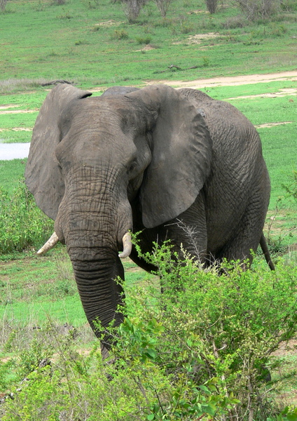 African Elephant Bull (male) 3