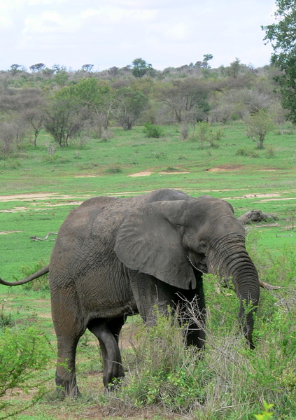 African Elephant Bull (male) 5