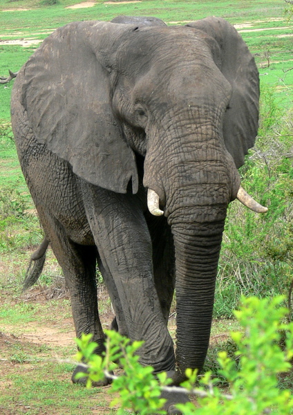 African Elephant Bull (male) 2
