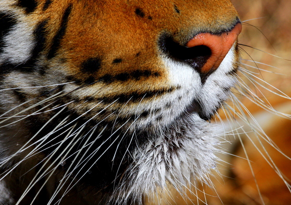 Bengal Tiger Whiskers