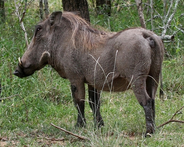Warthog (Wart - hog) 4