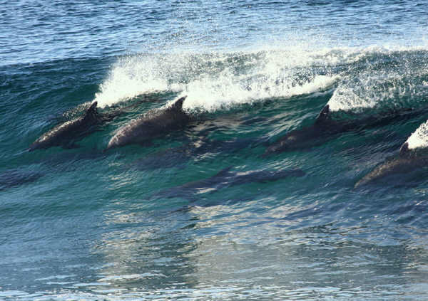 Dolphins, champion Surfers 5