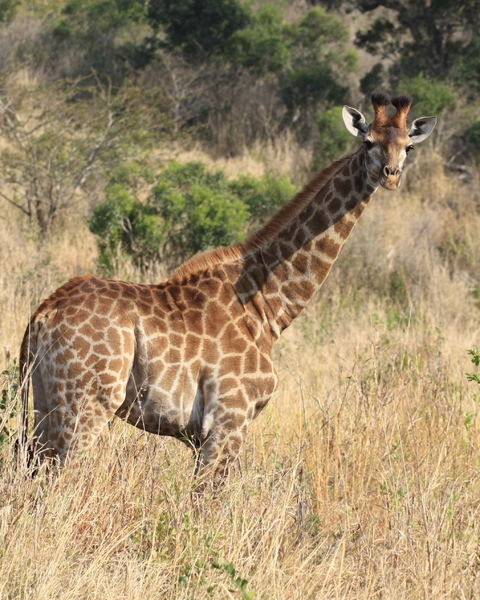 Giraffe  4