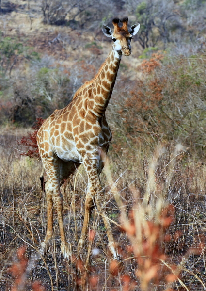 Giraffe  2