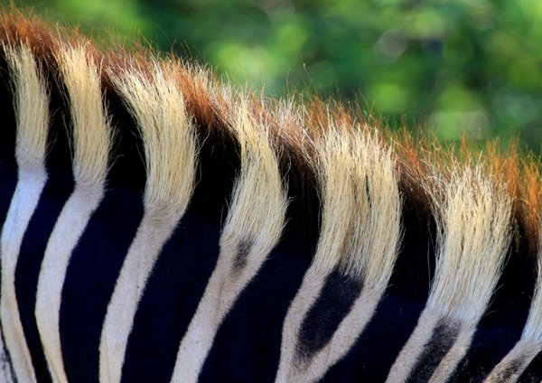 Zebra Mane 2