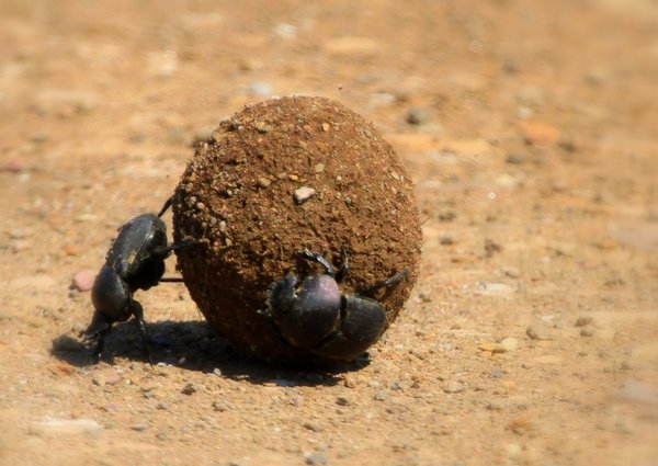Dung beetle 3