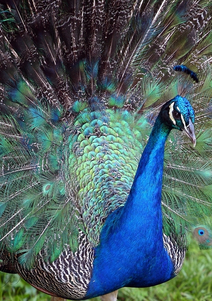 Young Peacock with feathers ou